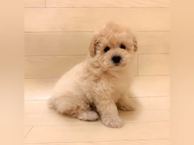 千葉県のトイプードル(トイ) (ペッツワン東金店/2025年4月7日生まれ/女の子/クリーム)の子犬