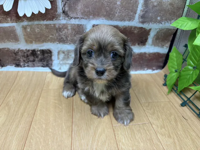 福島県のハーフ犬・ミックス犬 (ペッツワン白河モール店/2025年4月1日生まれ/男の子/レッド)の子犬