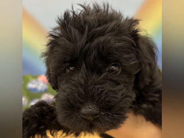千葉県のハーフ犬・ミックス犬 (ペッツワン佐倉店/2025年4月13日生まれ/男の子/ブラック)の子犬
