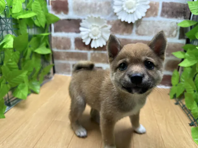 福島県の豆柴 (ペッツワン白河モール店/2025年4月29日生まれ/男の子/赤)の子犬