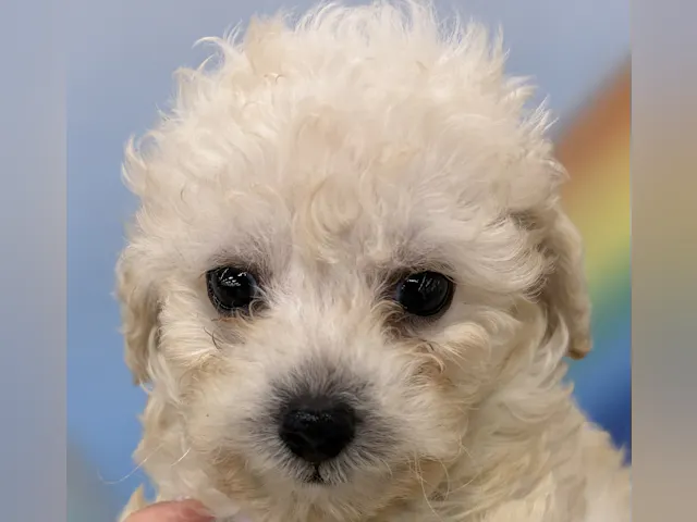 千葉県のトイプードル(トイ) (ペッツワン佐倉店/2025年4月19日生まれ/男の子/クリーム)の子犬