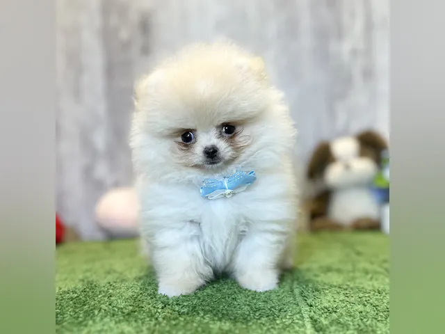 兵庫県のポメラニアン (ペッツワン姫路大津店/2025年4月29日生まれ/男の子/クリーム)の子犬