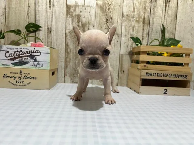 静岡県のフレンチブルドッグ (ペッツワン浜松都田テクノ店/2025年5月3日生まれ/女の子/クリーム)の子犬