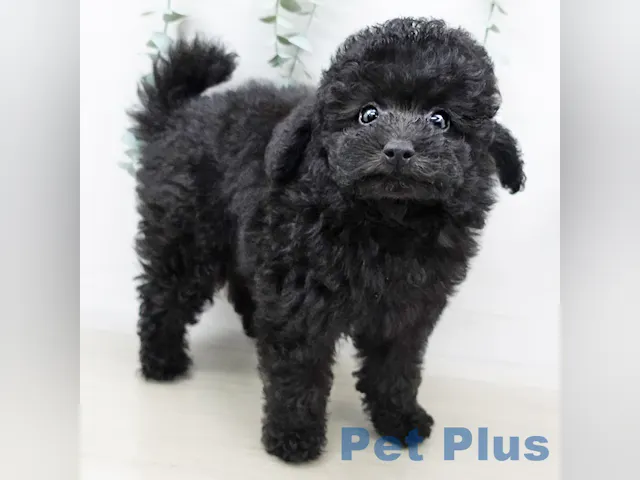 茨城県のトイプードル(トイ) (ペッツワン古河店/2025年3月19日生まれ/男の子/ブラック)の子犬