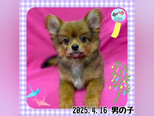 神奈川県のハーフ犬・ミックス犬 (ペッツワンりんかんモール店/2025年4月16日生まれ/男の子/茶)の子犬