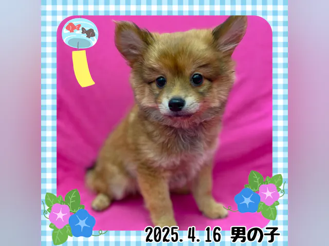 神奈川県のハーフ犬・ミックス犬 (ペッツワンりんかんモール店/2025年4月16日生まれ/男の子/ブラウン)の子犬