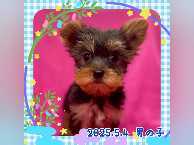 神奈川県のヨークシャーテリア (ペッツワンりんかんモール店/2025年5月4日生まれ/男の子/スティールブルー)の子犬