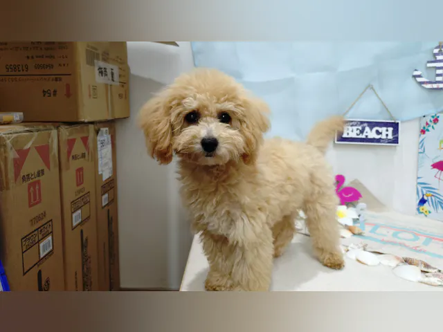 岐阜県のハーフ犬・ミックス犬 (ペッツワン関店/2025年2月9日生まれ/女の子/クリーム)の子犬