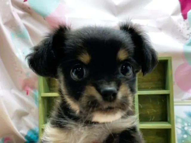 静岡県のハーフ犬・ミックス犬 (ペッツワン富士宮小泉店/2025年4月27日生まれ/女の子/ブラック)の子犬