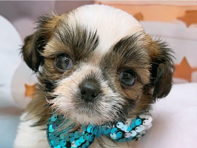 沖縄県のハーフ犬・ミックス犬 (ペッツワンFCサンプラザ糸満店/2025年5月3日生まれ/男の子/ゴールドホワイト)の子犬
