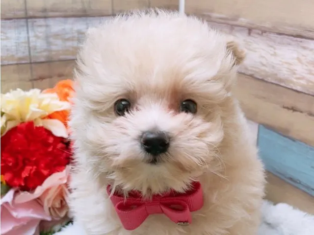 沖縄県のハーフ犬・ミックス犬 (ペッツワンFCサンプラザ糸満店/2025年4月4日生まれ/女の子/クリーム)の子犬