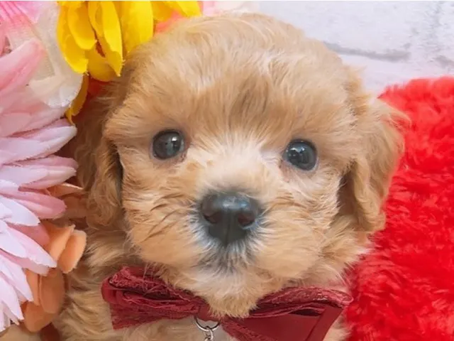 沖縄県のハーフ犬・ミックス犬 (ペッツワンFCサンプラザ糸満店/2025年4月12日生まれ/男の子/アプリコット)の子犬