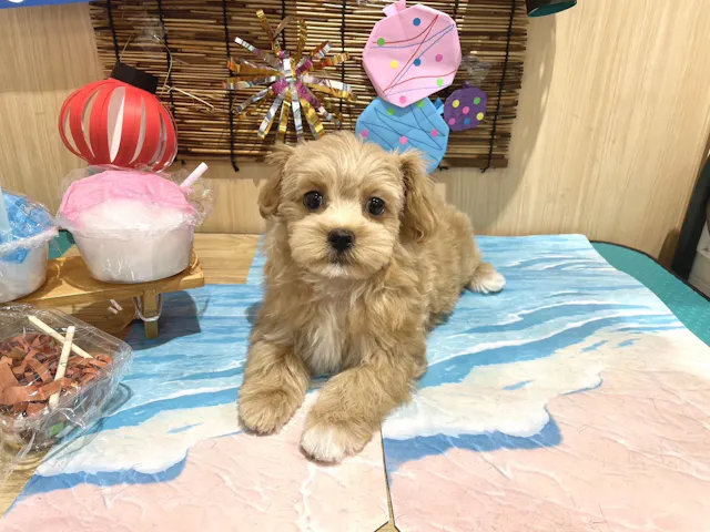 福島県のハーフ犬・ミックス犬 (ペッツワン会津若松店/2025年3月25日生まれ/女の子/アプリコット)の子犬
