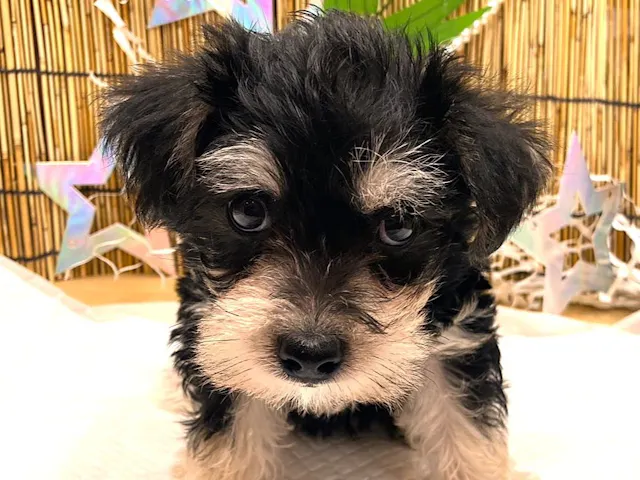 京都府のハーフ犬・ミックス犬 (ペッツワン木津川店/2025年4月27日生まれ/女の子/ブラック&シルバー)の子犬