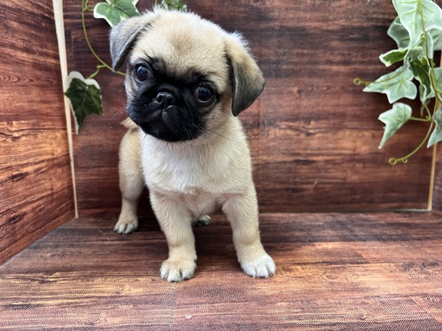 千葉県のハーフ犬・ミックス犬 (ペッツワン市原店/2025年4月12日生まれ/男の子/その他色)の子犬