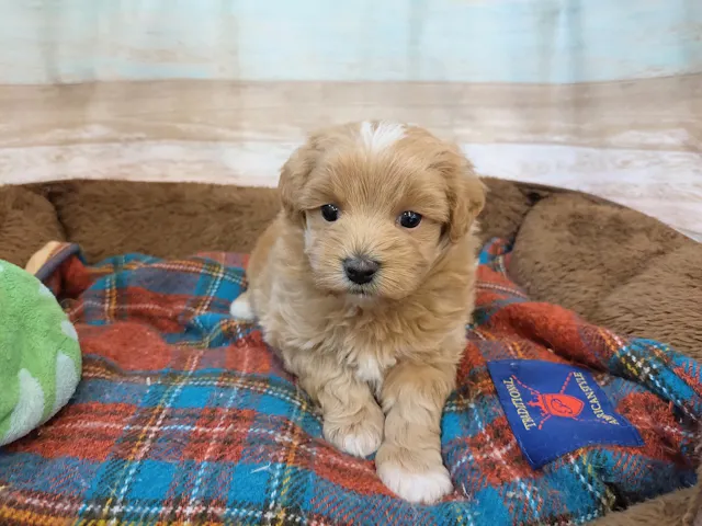 群馬県のハーフ犬・ミックス犬 (ペッツワン青柳店/2025年5月4日生まれ/男の子/アプリコット)の子犬