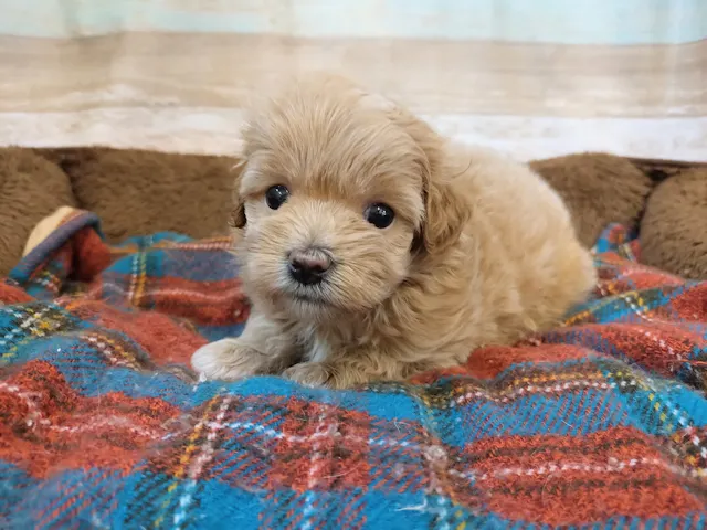 群馬県のハーフ犬・ミックス犬 (ペッツワン青柳店/2025年5月4日生まれ/女の子/アプリコット)の子犬
