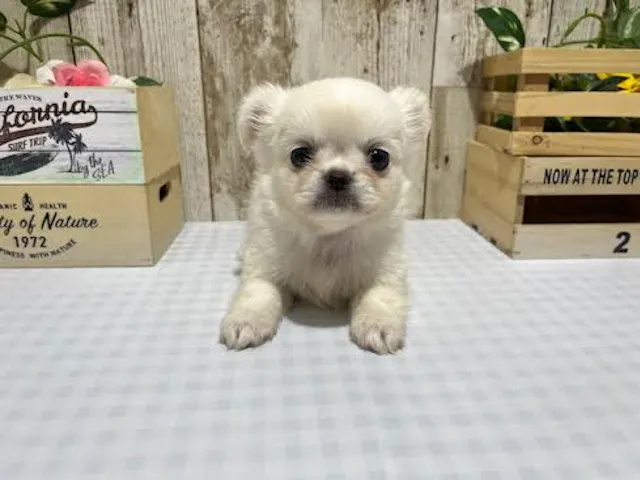 静岡県のハーフ犬・ミックス犬 (ペッツワン浜松都田テクノ店/2025年5月4日生まれ/女の子/ホワイト)の子犬