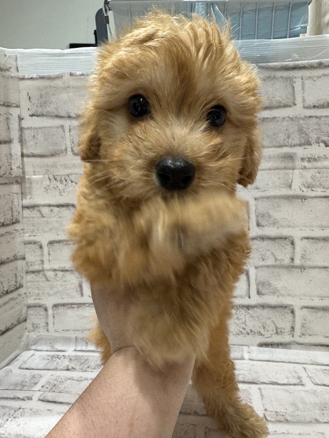 ベッツワン　犬 イヌ - 古川店 | ペッツワン