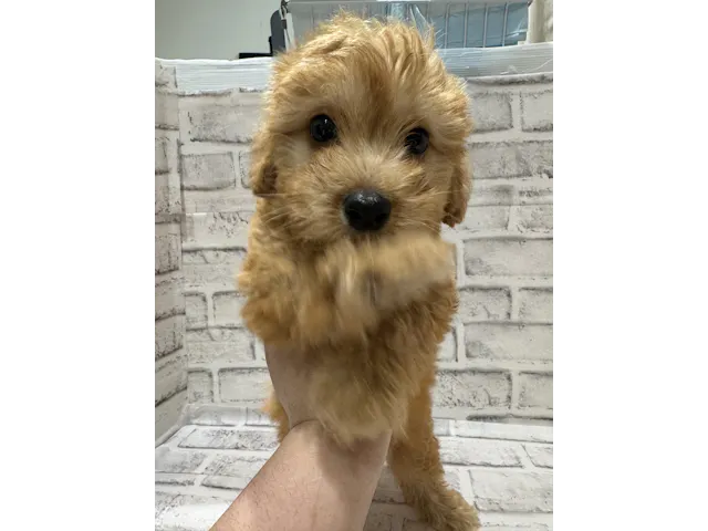宮城県のハーフ犬・ミックス犬 (ペッツワン古川店/2025年4月15日生まれ/男の子/アプリコット)の子犬