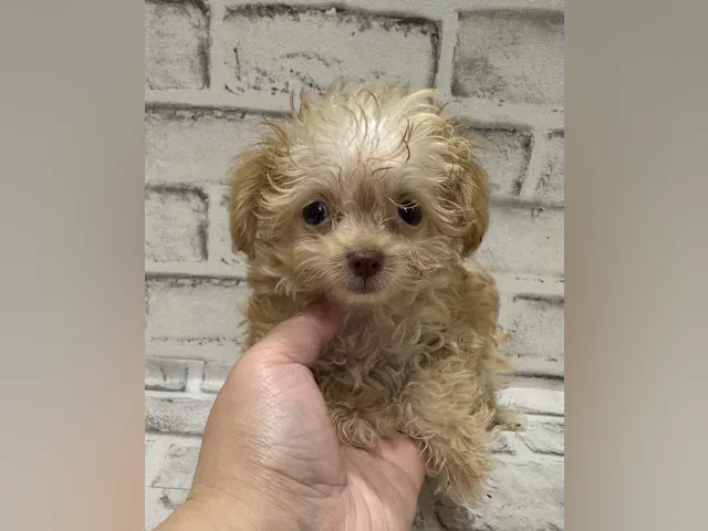 宮城県のハーフ犬・ミックス犬 (ペッツワン古川店/2025年4月9日生まれ/男の子/レッド)の子犬
