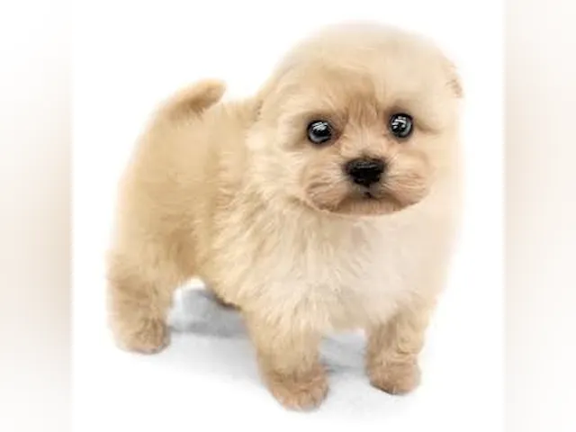 神奈川県のハーフ犬・ミックス犬 (ペッツワン城山店/2025年1月16日生まれ/男の子/アプリコット)の子犬