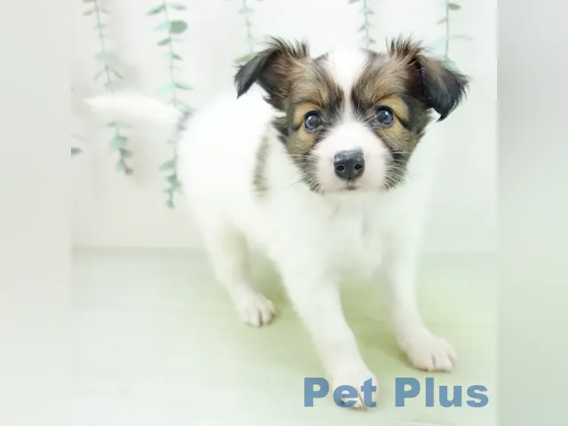 三重県のパピヨン (ペッツワン桑名店/2025年4月7日生まれ/男の子/ホワイトブラウン)の子犬