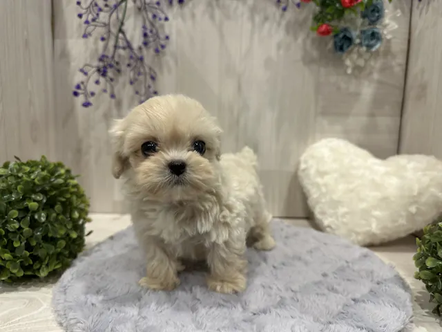 埼玉県のハーフ犬・ミックス犬 (ペッツワン東松山高坂店/2025年5月11日生まれ/男の子/その他色)の子犬