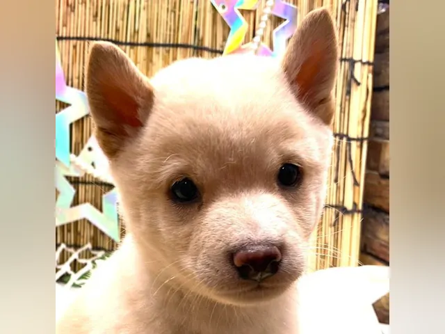京都府の柴犬(標準サイズ) (ペッツワン木津川店/2025年5月3日生まれ/男の子/白)の子犬
