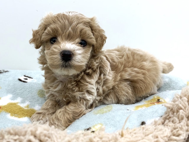 犬 楽天市場】クセニアハーネス型ジャンパー：S,M,L,XLサイズ