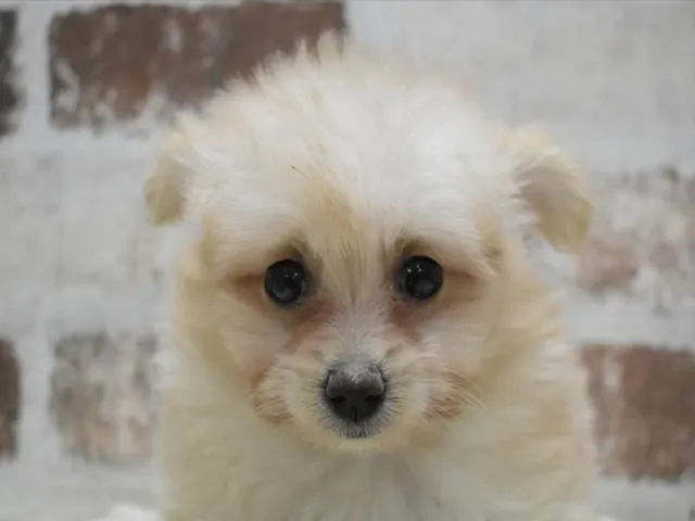 千葉県のハーフ犬・ミックス犬 (ペッツワン稲沢ハーモニーランド店/2025年3月29日生まれ/女の子/クリーム)の子犬