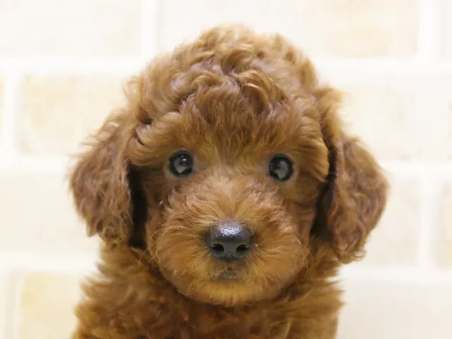 滋賀県のトイプードル(トイ) (ペッツワン彦根店/2025年5月1日生まれ/男の子/レッド)の子犬