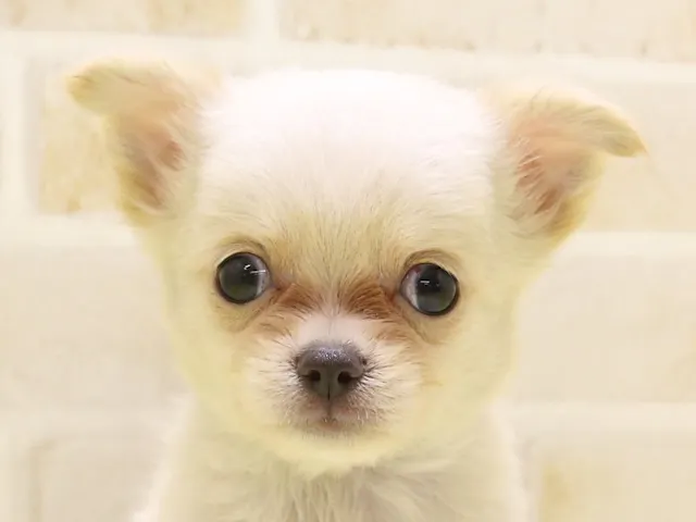滋賀県のチワワ(ロング) (ペッツワン彦根店/2025年5月2日生まれ/男の子/クリーム)の子犬