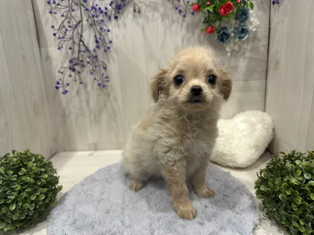 埼玉県のハーフ犬・ミックス犬 (ペッツワン東松山高坂店/2025年4月12日生まれ/女の子/その他色)の子犬