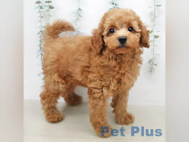 茨城県のトイプードル(トイ) (ペッツワン古河店/2025年5月3日生まれ/男の子/レッド)の子犬