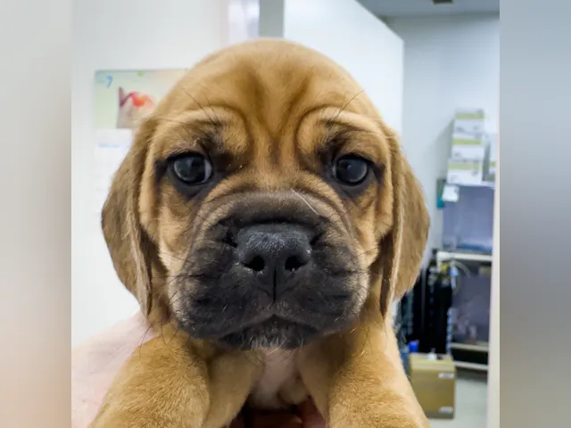 千葉県のハーフ犬・ミックス犬 (ペッツワン八街店/2025年5月10日生まれ/男の子/その他色)の子犬