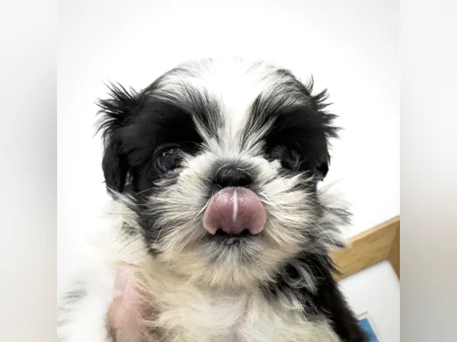 千葉県のシーズー (ペッツワン八街店/2025年5月9日生まれ/女の子/ブラックホワイト)の子犬