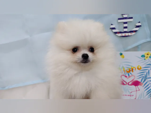 岐阜県のポメラニアン (ペッツワン関店/2025年4月17日生まれ/男の子/ホワイト)の子犬