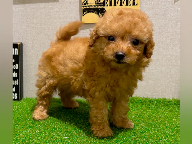 茨城県のハーフ犬・ミックス犬 (ペッツワン水戸店/2025年5月5日生まれ/女の子/アプリコット)の子犬