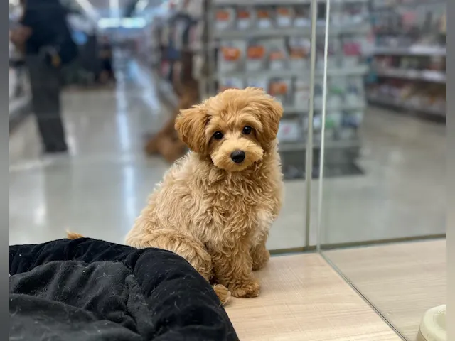 千葉県のハーフ犬・ミックス犬 (ペッツワン富津店/2025年3月20日生まれ/男の子/その他色)の子犬