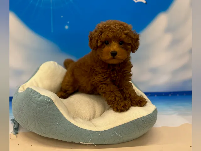 千葉県のトイプードル(トイ) (ペッツワン富津店/2025年4月24日生まれ/男の子/レッド)の子犬