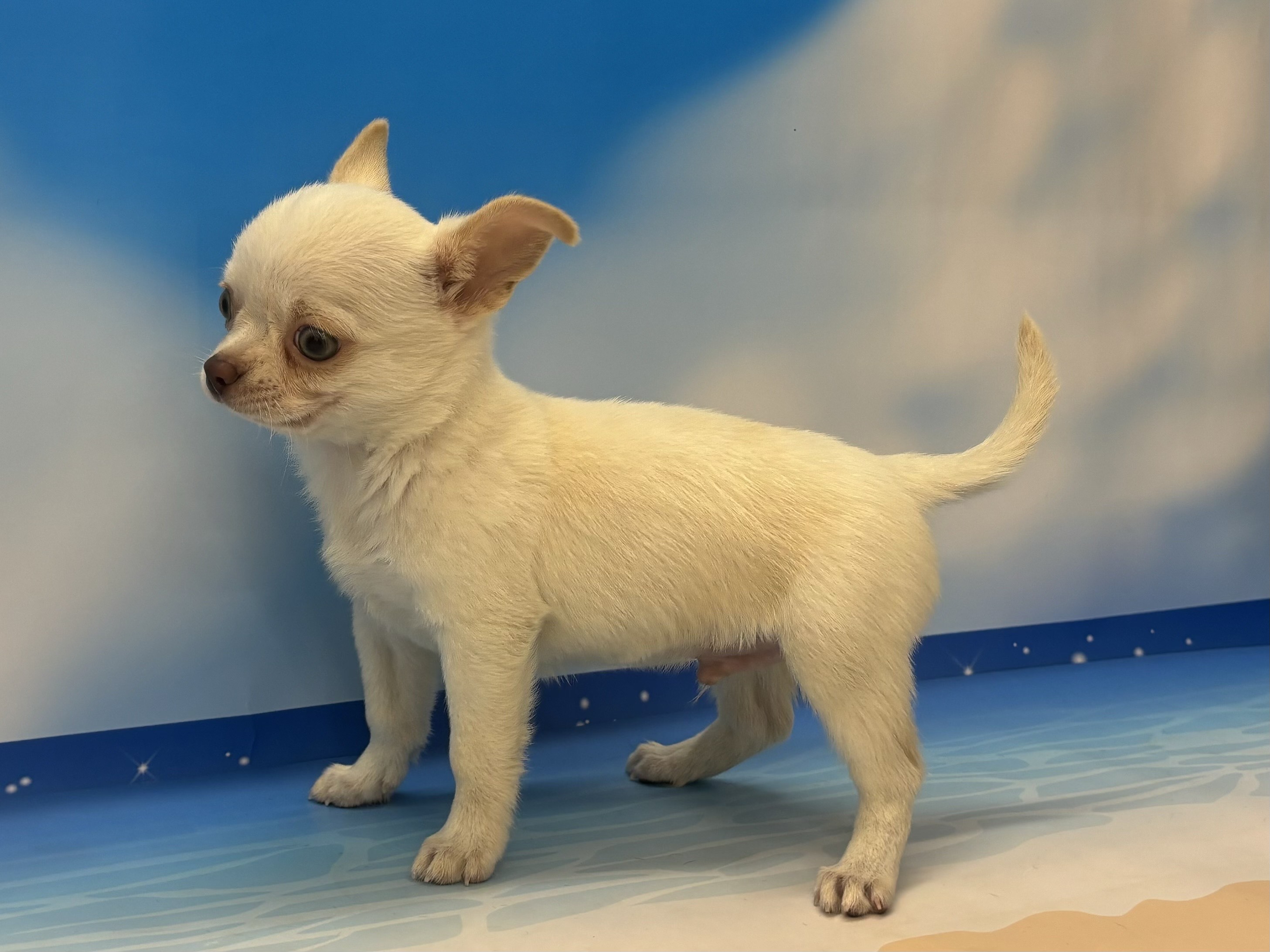 神奈川県のチワワ(ロング) (ペッツワン秦野店/2025年4月27日生まれ/男の子/ホワイトクリーム)の子犬の2枚目の画像