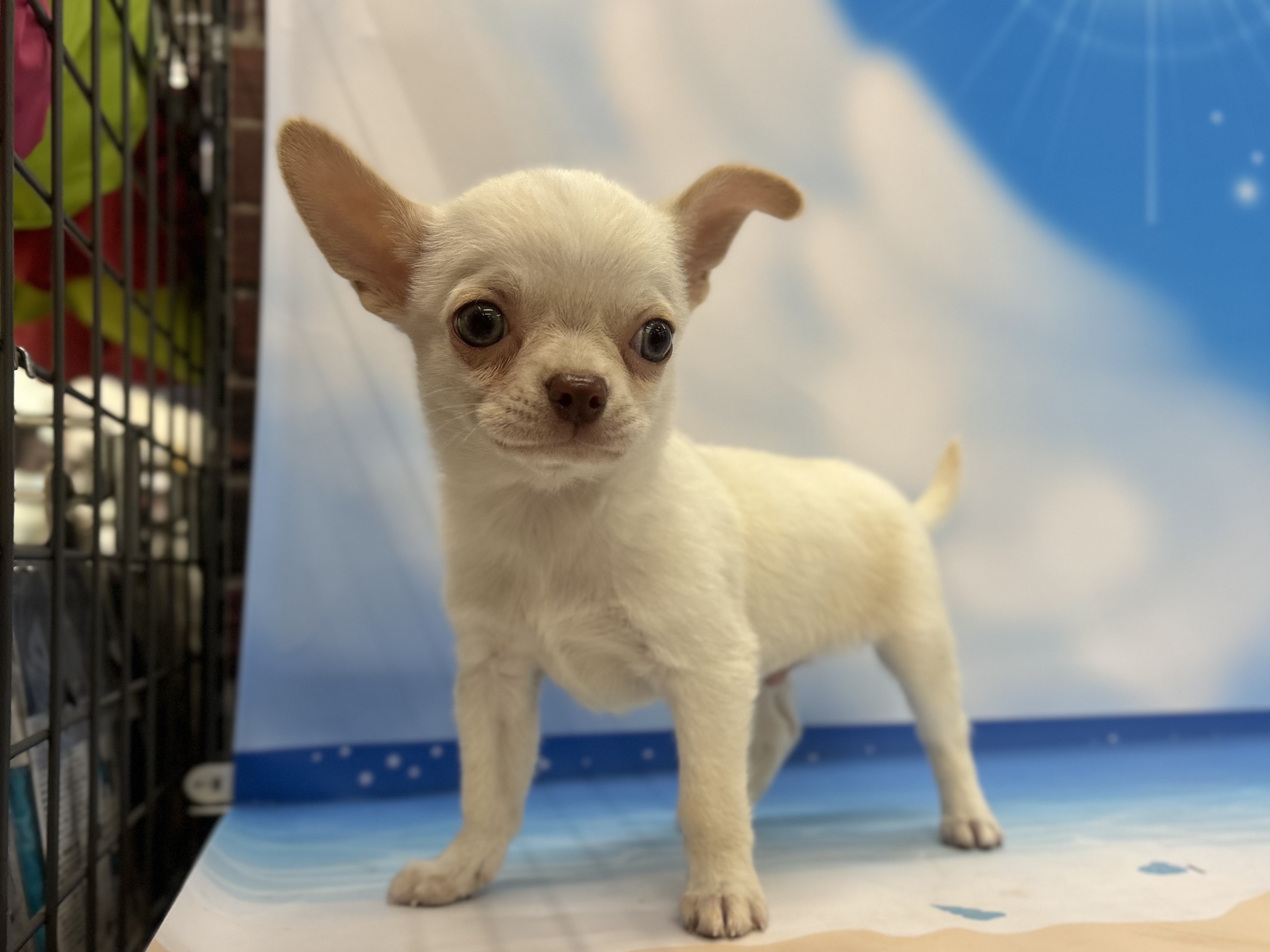 神奈川県のチワワ(ロング) (ペッツワン秦野店/2025年4月27日生まれ/男の子/ホワイトクリーム)の子犬の1枚目の画像