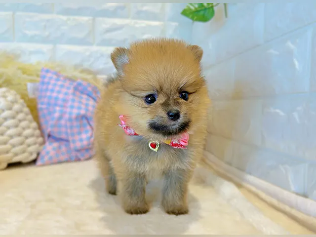 京都府のポメラニアン (ペッツワン亀岡店/2025年5月6日生まれ/女の子/クリーム)の子犬