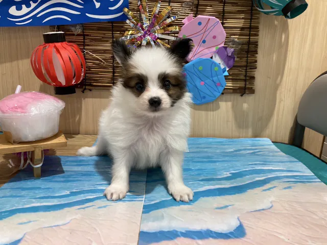 福島県のハーフ犬・ミックス犬 (ペッツワン会津若松店/2025年5月16日生まれ/男の子/その他色)の子犬