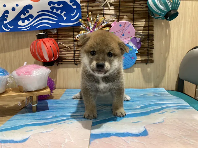 福島県の柴犬(標準サイズ) (ペッツワン会津若松店/2025年5月18日生まれ/男の子/赤)の子犬