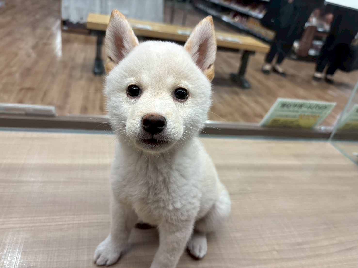 柴犬 柴犬 - 川島インター店 | ペッツワン
