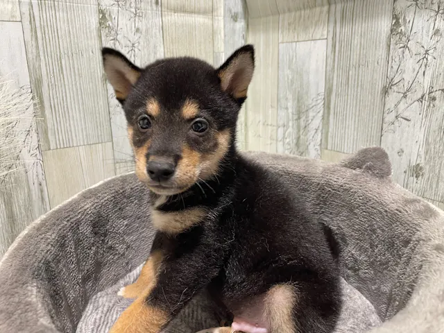 千葉県の柴犬(標準サイズ) (ペッツワン木更津金田店/2025年5月8日生まれ/男の子/黒)の子犬