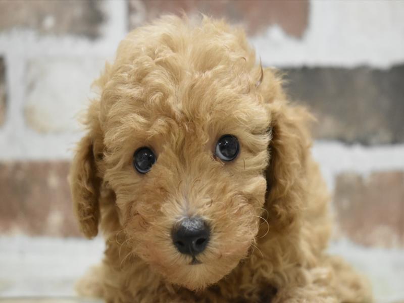 ベッツワン　犬 イヌ - 古川店 | ペッツワン