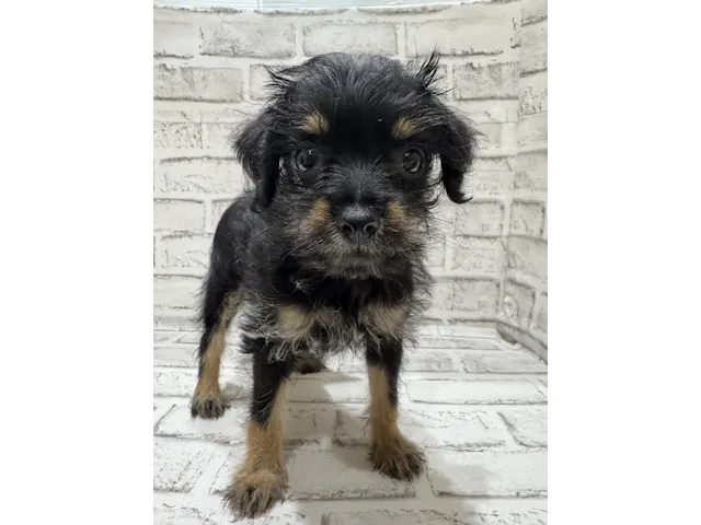 宮城県のハーフ犬・ミックス犬 (ペッツワン古川店/2025年4月28日生まれ/女の子/ブラックタン)の子犬
